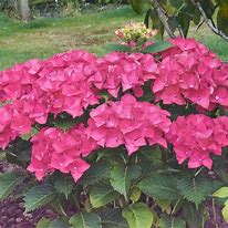 Image result for Hydrangea macrophylla Red Beauty Violet