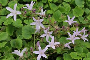 Campanula poscharskyana Lisduggan Variety 的圖片結果