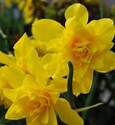 Image result for Narcissus x odorus Plenus