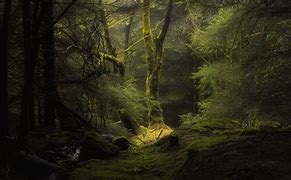 Image result for 4K Wallpapers UHD Dark Forest