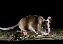 Image result for Mouse at Night