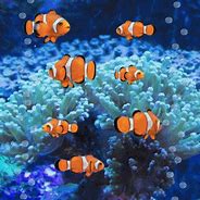 Image result for Colorful Fishes