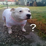 Image result for Dog Question Meme