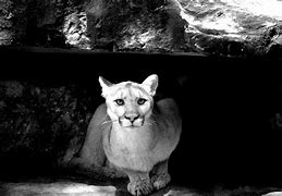 Image result for Mountain Lion Black and White