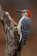 Image result for Melanerpes carolinus