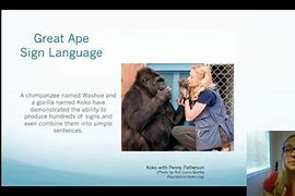 Image result for Ape Signs