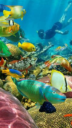 Pin by Belinda on Maha 5555 | Underwater animals, Beautiful sea creatures, Sea fish
