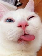 Image result for Funny Cat React