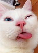 Image result for Small Face Cat Meme