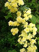 Image result for Rosa banksiae Lutea