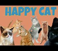 Image result for Happy Cat Meme YouTube