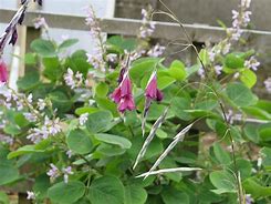 Image result for Dierama reynoldsii