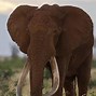 Image result for Satao the Largest Elephant Recorded