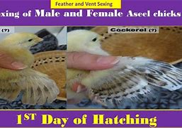 Image result for Chick Mainspring