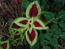 Image result for Hosta Lady in Red