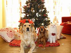 Image result for Dog All in One Xmas