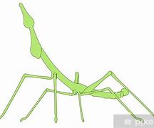 Image result for Stick Insect Cartoon