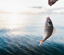 Image result for Fish Caught On Hook