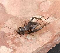 Image result for Common Field Cricket