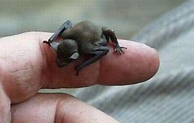 Image result for Smallest Bat Name