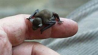 Image result for Bumblebee Bat Smallest Animal