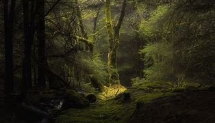Image result for Beautiful Dark Forest