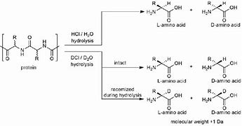 Image result for Amino Acid and HCL