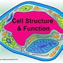 Image result for Cellular Structure