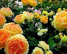 Image result for Beautiful Yellow Roses Flowers for PC Wallpaper