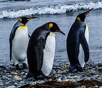 Image result for Emperor Penguin Antarctica