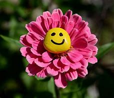 Image result for Happy Face Flowers