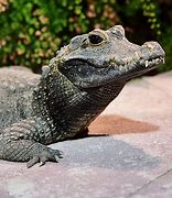 Image result for Baby Dwarf Crocodile