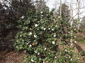 Image result for Camellia japonica Nuccios Gem