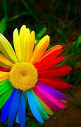 Image result for Awesome Rainbow Flowers
