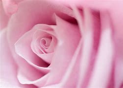 Image result for Sig 365 Rose