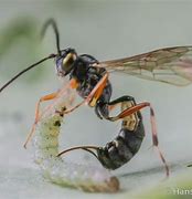 Image result for Parasitic Wasp of Apple Maggot