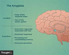 Image result for Amygdala and Emotion