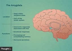 amygdalae 的图像结果