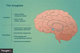 Image result for Amygdala