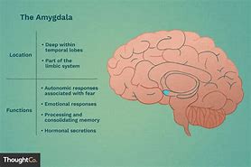 Image result for Amygdala Volume