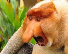 Image result for How to Use a Monkey Hook