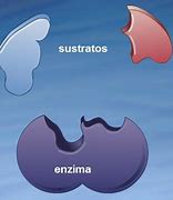 Image result for enzima