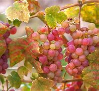 Image result for Vitis Phoenix