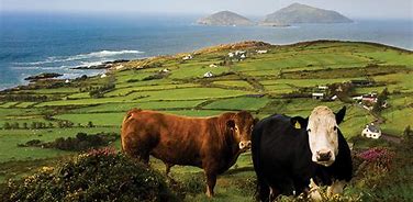 Image result for Pictures Cow Northern Ireland Border