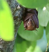 Image result for Blossom Bat