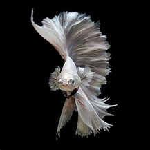 Image result for iPhone 6s Fish Wallpaper