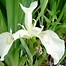 Iris pseudacorus Crème de la Crème 的图像结果