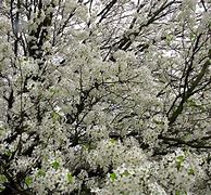 Image result for Spring Trees with White Flowers