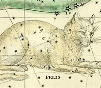 Image result for Cat Star Constellation