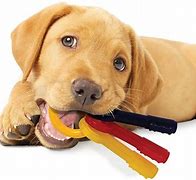 Image result for Dog Ate Chew Toy